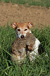 Parson Russell Terrier