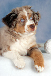 Miniature Australian Shepherd Welpe / miniature australian shepherd puppy