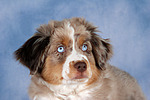 Miniature Australian Shepherd Welpe / miniature australian shepherd puppy