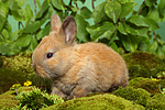 junges Zwergkaninchen / young dwarf rabbit