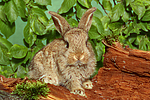 junges Zwergkaninchen / young dwarf rabbit