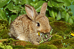 junges Zwergkaninchen / young dwarf rabbit