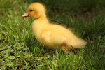 junge Warzenente / young muscovy duck