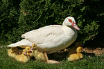 Warzenenten / muscovy ducks