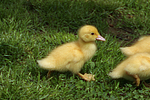 junge Warzenente / young muscovy duck