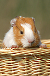 junges Glatthaarmeerschwein / young smooth-haired guninea pig