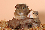 Glatthaarmeerschweine / smooth-haired guninea pigs