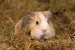 junges Glatthaarmeerschwein / young smooth-haired guninea pig