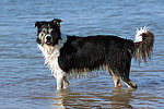 Border Collie steht im Wasser / bathing Border Collie