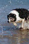 Border Collie rennt durchs Wasser / running Border Collie