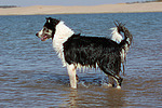 Border Collie steht im Wasser / bathing Border Collie