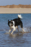 Border Collie rennt durchs Wasser / running Border Collie