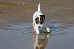 Parson Russell Terrier Welpe / parson russell terrier puppy