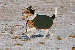 Parson Russell Terrier spielt im Schnee / playing PRT in snow