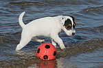 Parson Russell Terrier Welpe / parson russell terrier puppy