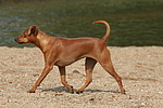 Rehpinscher / miniature pinscher