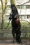 Friese / frisian horse