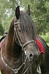 Friese Portrait / friesian horse portrait