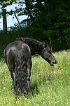 fressender Friese / grazing friesian horse