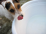 Parson Russell Terrier Portrait