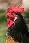 Vorwerkhuhn Hahn Portrait / cock portrait