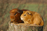 Meerschweinchen / guninea pigs