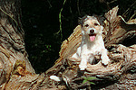 liegender Parson Russell Terrier / lying PRT