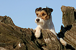 Parson Russell Terrier