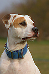 American Staffordshire Terrier Portrait