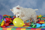 spielender West Highland White Terrier Welpe / playing West Highland White Terrier Puppy