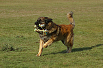 Leonberger