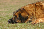 Leonberger