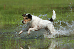 rennender Parson Russell Terrier / running PRT