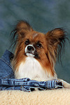 liegender Papillon / lying Papillon