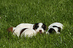 Parson Russell Terrier Welpen / parson russell terrier puppies