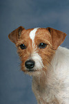 Parson Russell Terrier