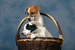 Parson Russell Terrier