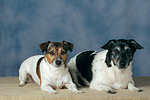 Jack Russell Terrier