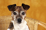 Jack Russell Terrier