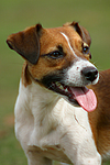 Jack Russell Terrier