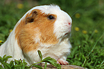 Crested Meerschwein / crested guninea pig