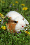 Crested Meerschwein / crested guninea pig