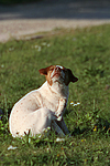 Jack Russell Terrier