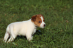 Jack Russell Terrier Welpe / jack russell terrier puppy