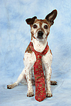 Jack Russell Terrier