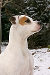 American Staffordshire Terrier Portrait