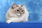 Heilige Birma / sacred birman