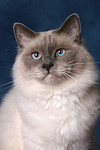 Heilige Birma Portrait / Sacred Birman portrait