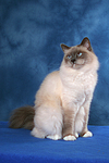 sitzende Heilige Birma / sitting Sacred Birman