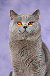 Britisch Kurzhaar / british shorthair